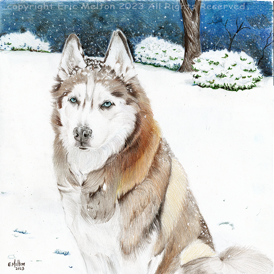 husky in the snow